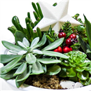 /fileuploads/Produtos/Plantas Naturais/thumb__Naturalmente_Natal_Isisflor_02.jpg